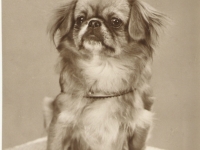 pimmi-ingrids-hund